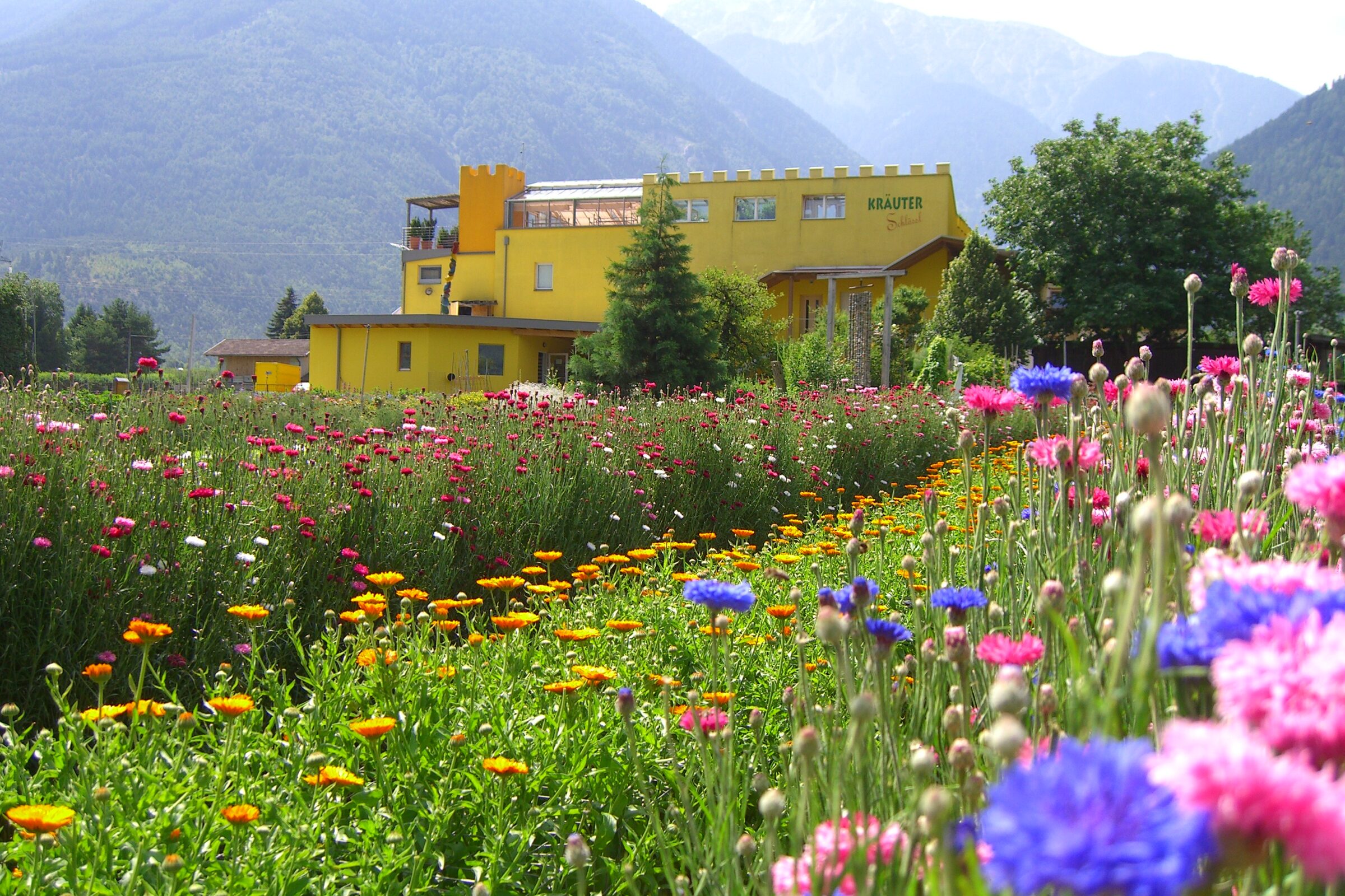 Kornblumen und Kräuterfelder beim Kräuterschlössl in Goldrain
